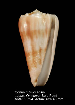 Conus moluccensis.jpg - Conus moluccensisKüster,1838